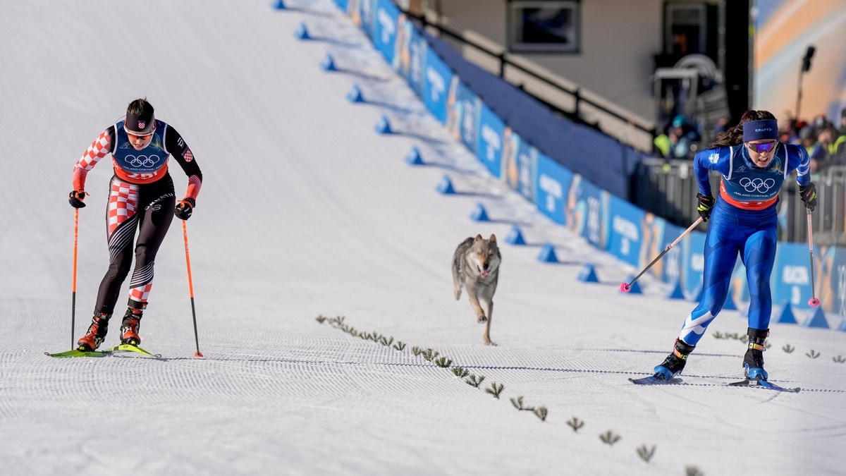 Hund stjal showet på kvinnenes kvalifisering: – Trodde det var en ulv