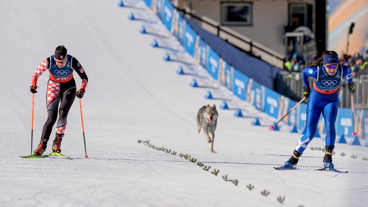 Rasen er ulovlig i Norge – hund dukket opp i OL-løypa: – Trodde det var en ulv
