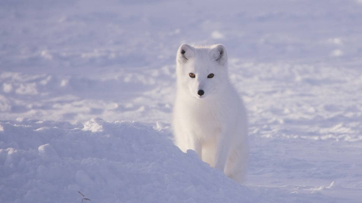Ber publikum melde fra ved observasjon av fjellrev