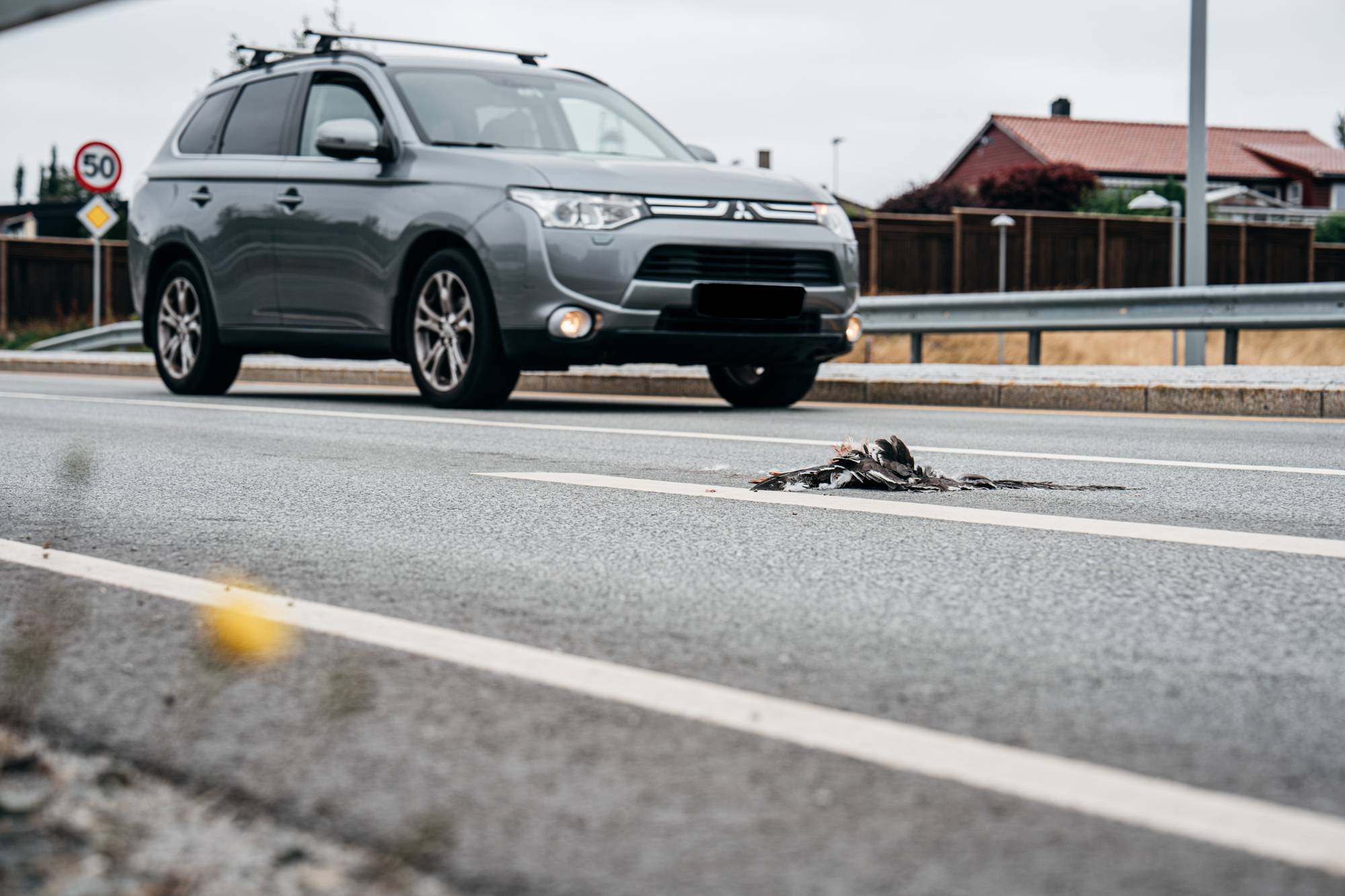 Død måke på vei i Stavanger. En bil kjører på veien