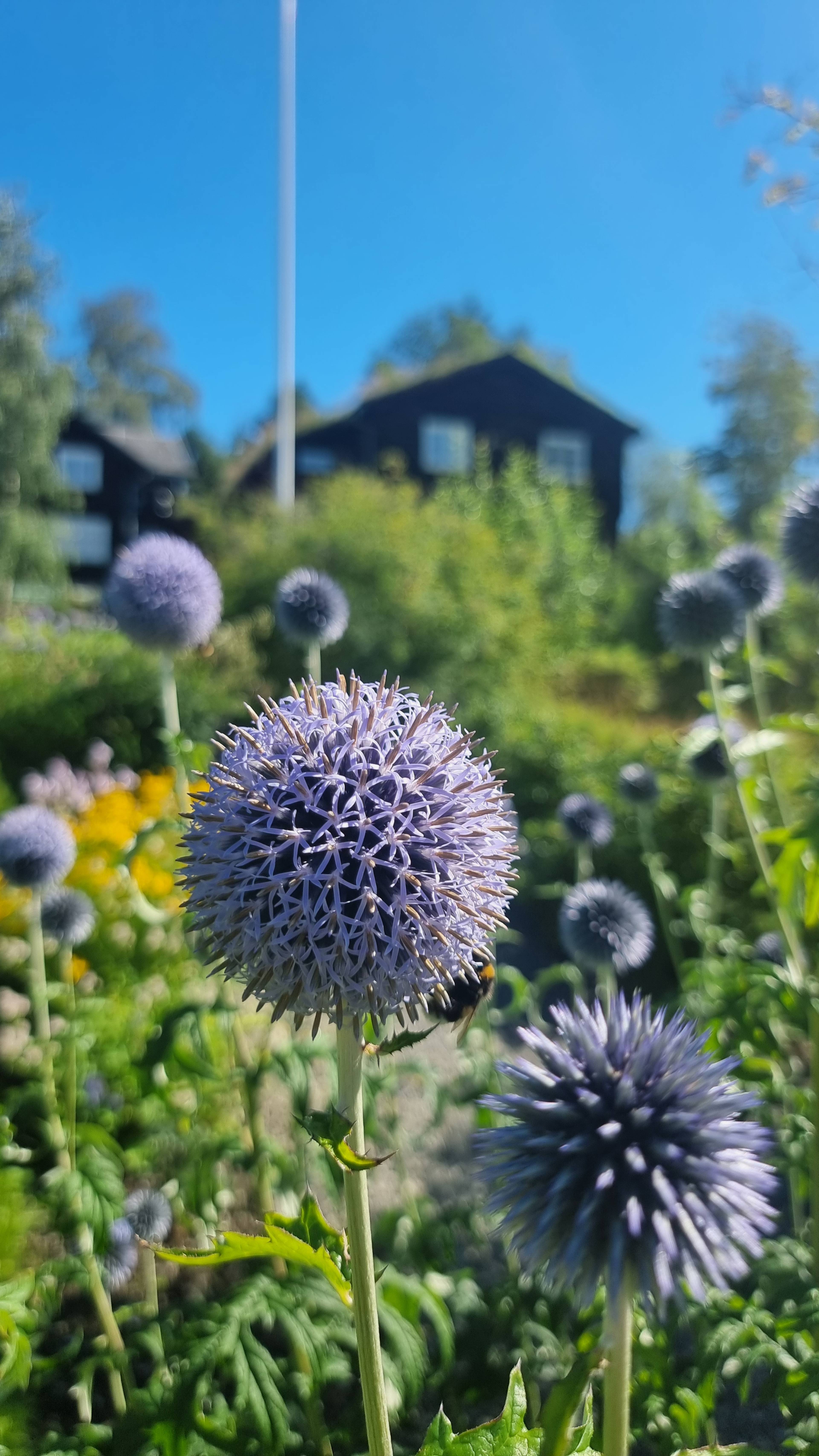 et nærbilde av en blå blomst