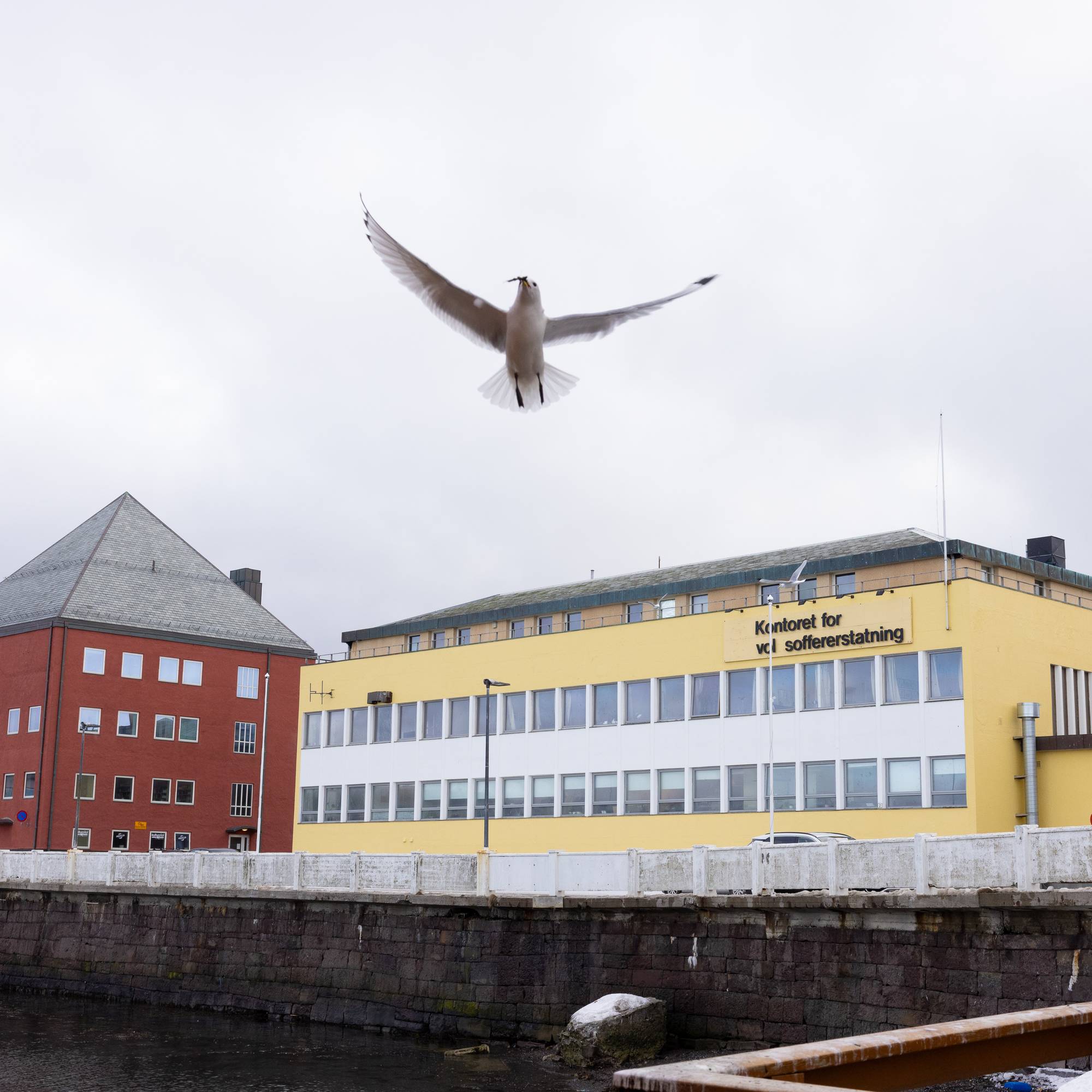 En fugl flyr over bygningen til Kontoret for voldsoffererstatning og Vardø rådhus