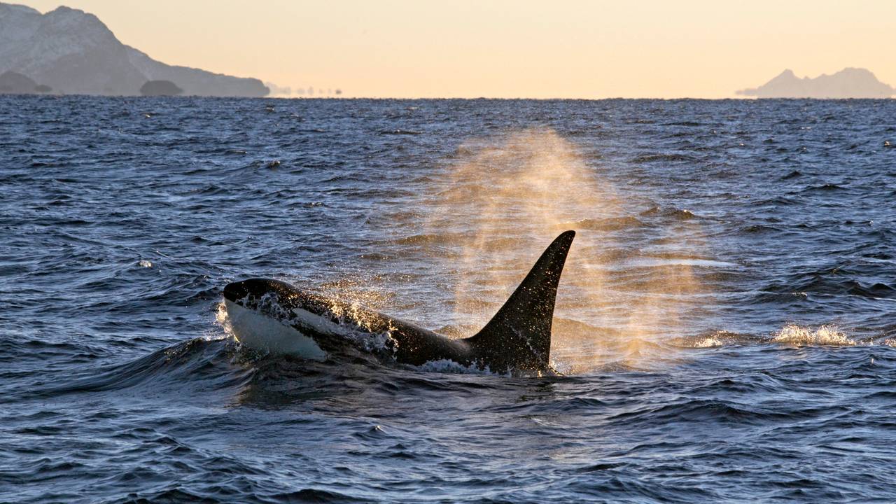 Spekkhogger (Orcinus orca). Hann som blåser vann fra pustehullet.