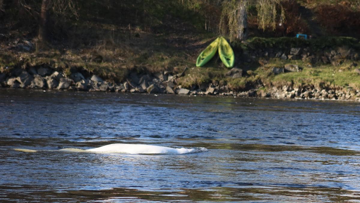 Hvithval observert i Hokksund