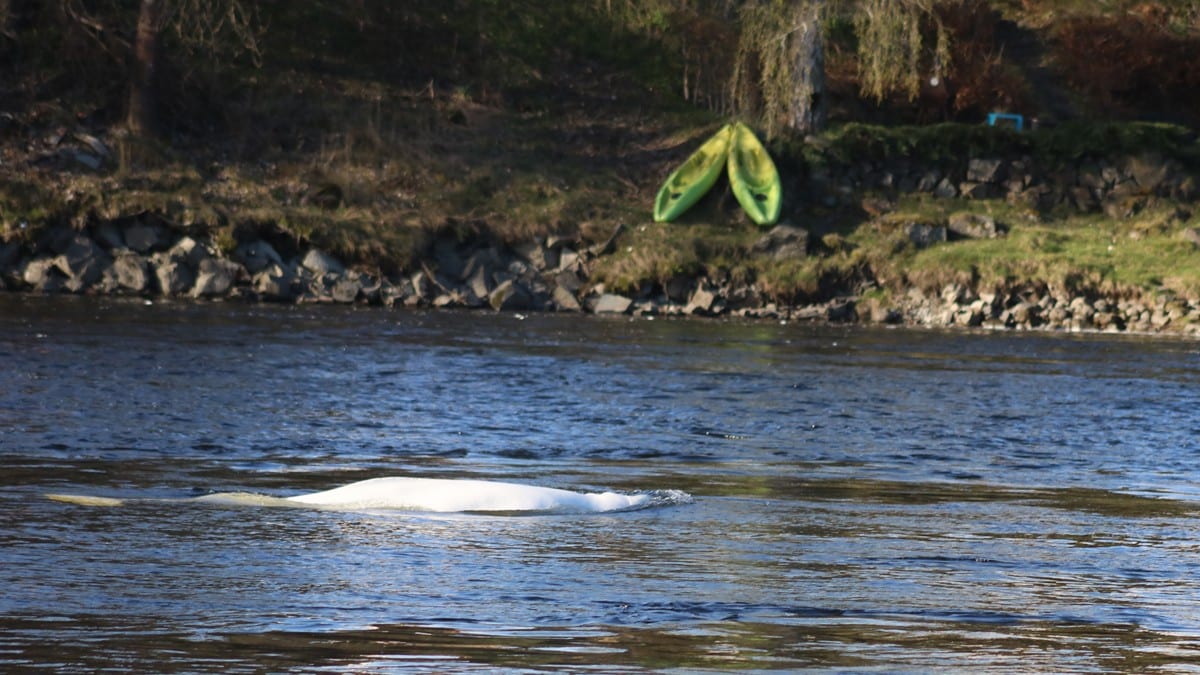 Hvithval observert i Hokksund