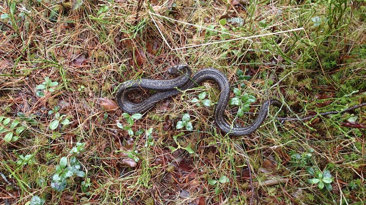 Rekordmange melder om hoggorm – Siste nytt – NRK