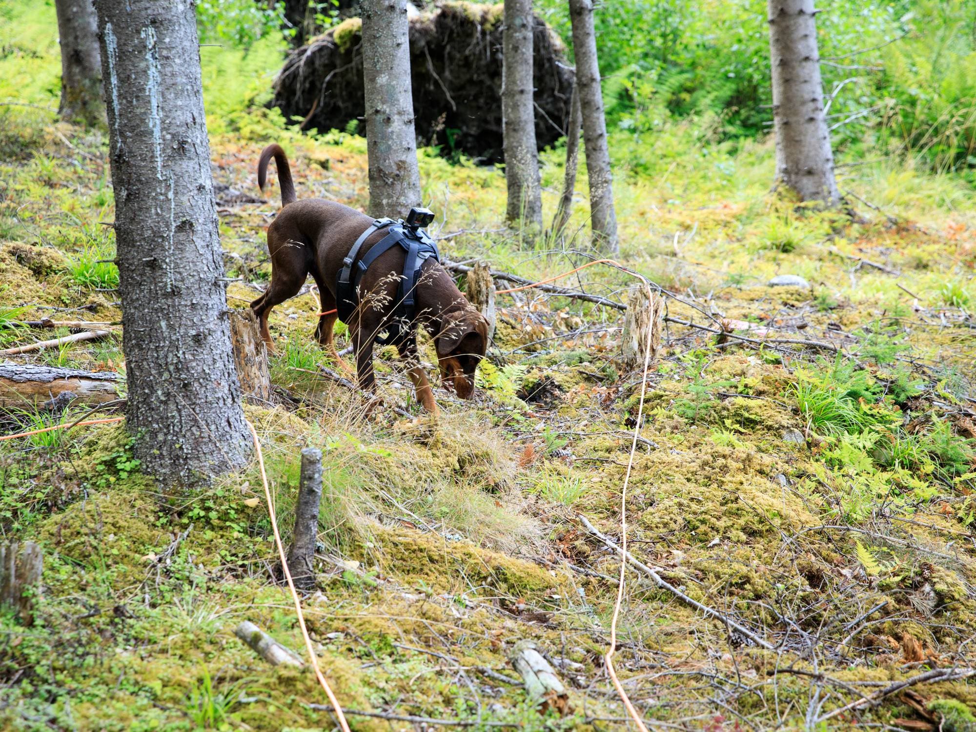 Ulike bilder av Brandi og Sol-Britt Molin som trener på å finne barkbiller i skogen i Nesbyen kommune. 