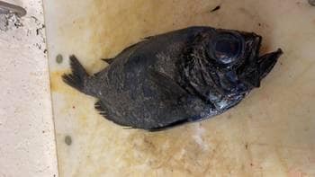 Vetle fikk Diretmichthys parini eller dukatfisk ekspert sier den er