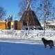 Valentina Sovkina / Privat Et hundedyr står ved veikanten i en snødekt gate. I bakgrunnen ses bygninger, inkludert en fargerik struktur med tekst på russisk. Omgivelsene er preget av snø og trær uten blader. Himmelens klare blåfarge gir et klart og solfylt inntrykk. (Bildebeskrivelsen er laget av en KI-tjeneste)