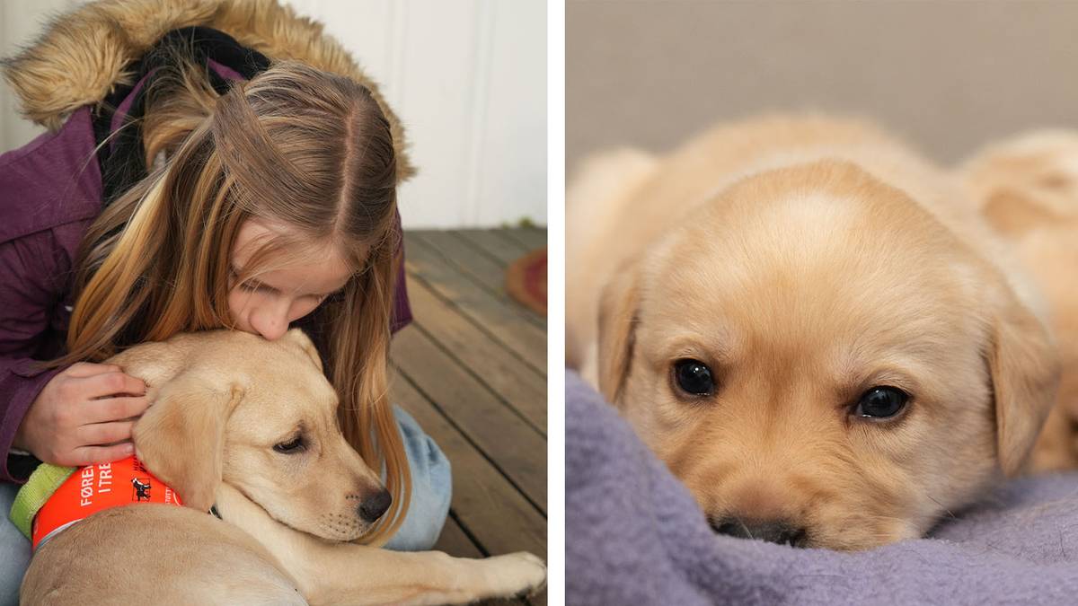 Kvalpar treng ein heim før jul – skal bli andres auge og hender