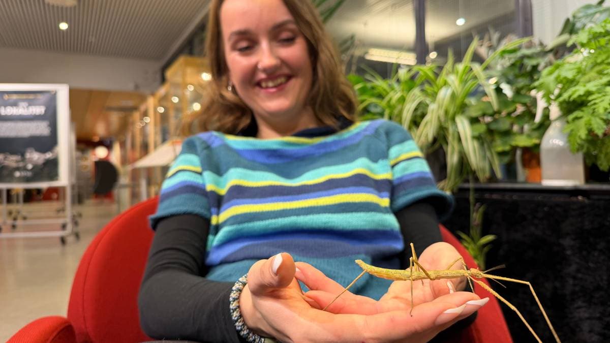 Pinnedyrene hjelper studentene mot eksamensknekken