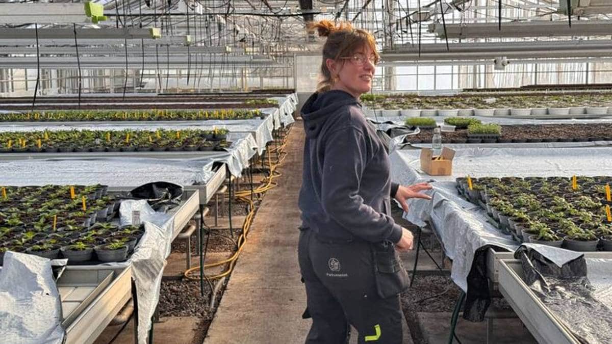 Vårstemning i kommunens gartneri