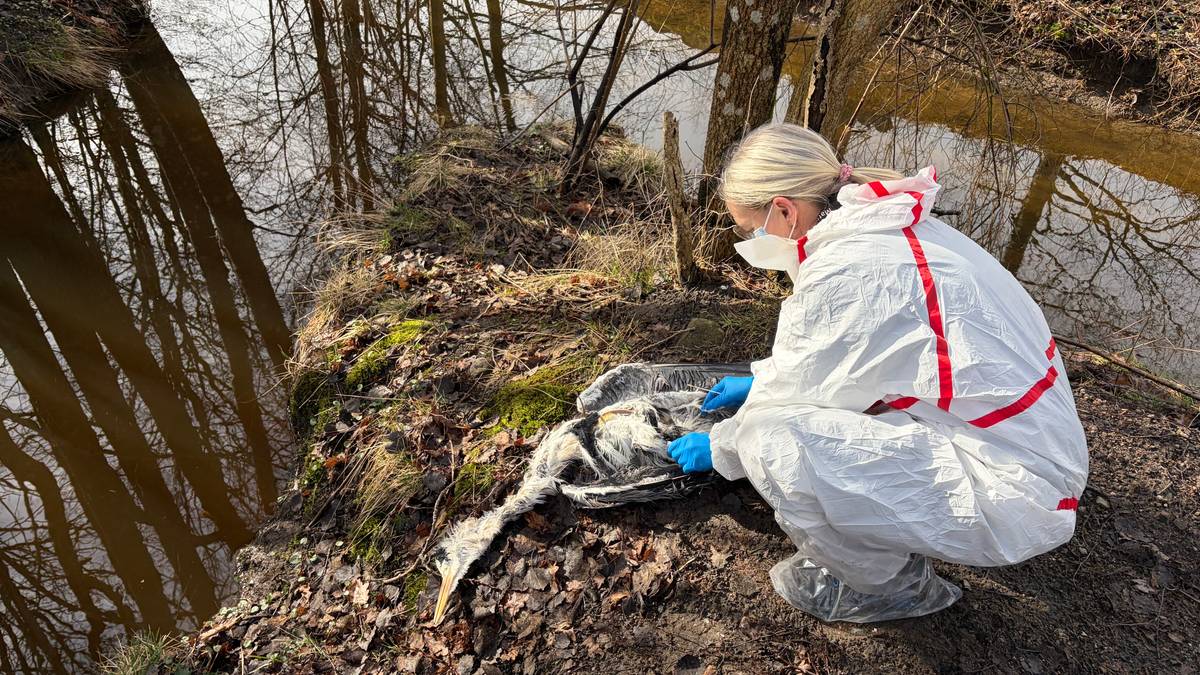 Flere svaner funnet død i Lindesnes - mistenker fugleinfluensa