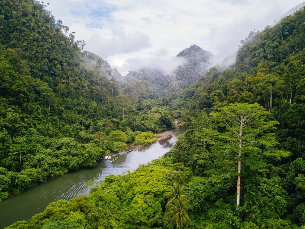 Norsk påfunn får stormakter og gigantselskaper til å åpne pengesekken for regnskogen