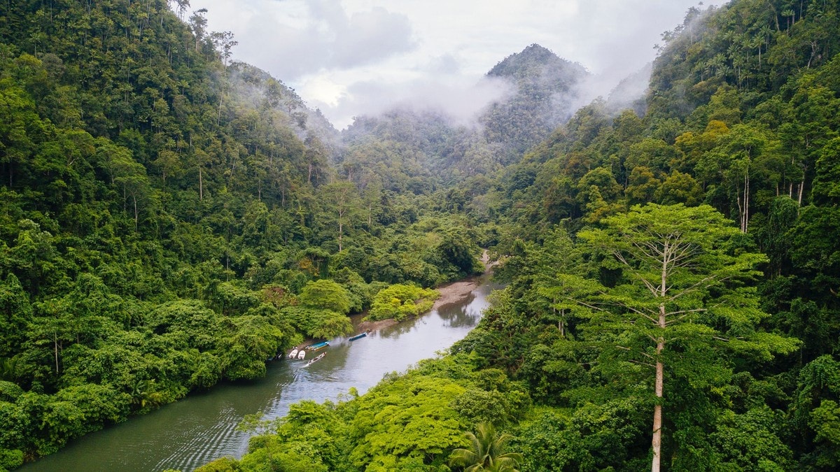 Opnar pengesekken for regnskogen