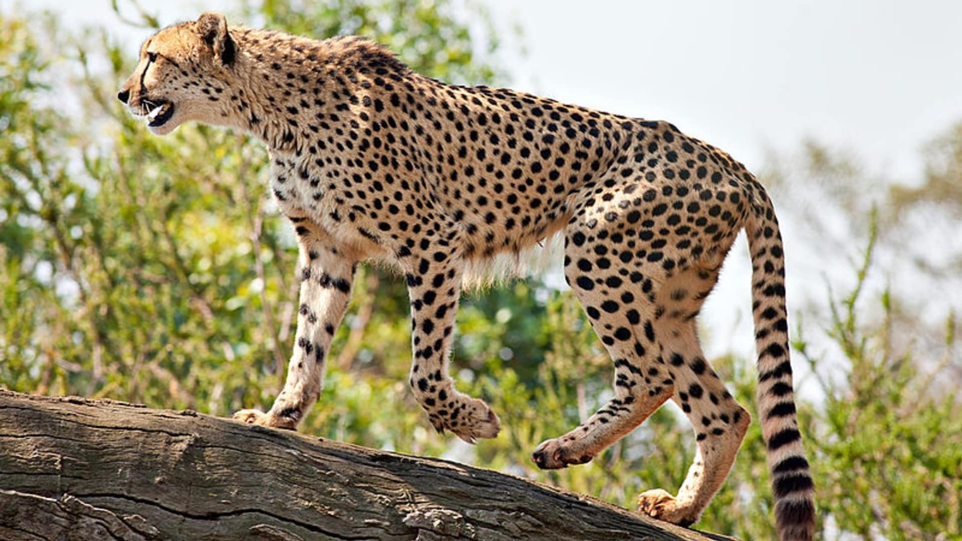 Топ 10 животных. Яванский карликовый носорог. Зебра страйпс. Топ 10 животных. «сервал».