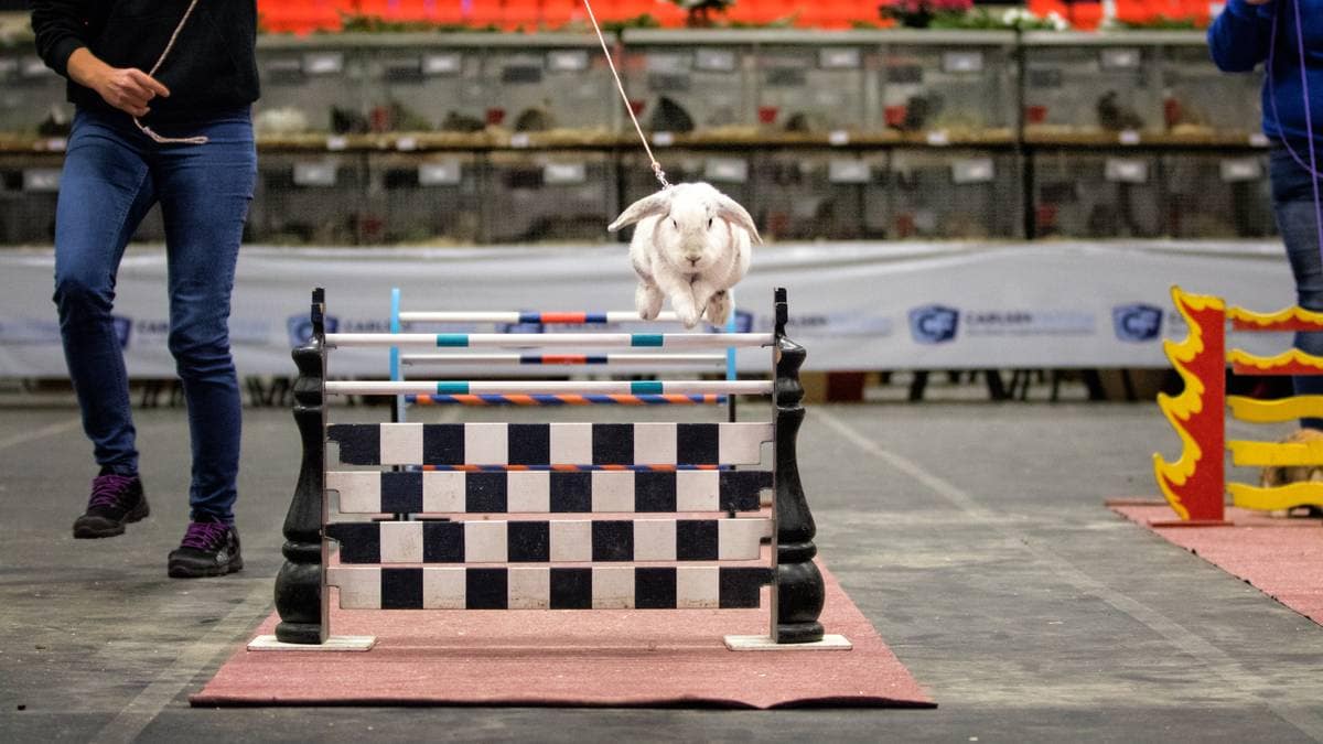 Snurrige sprett i Arendal