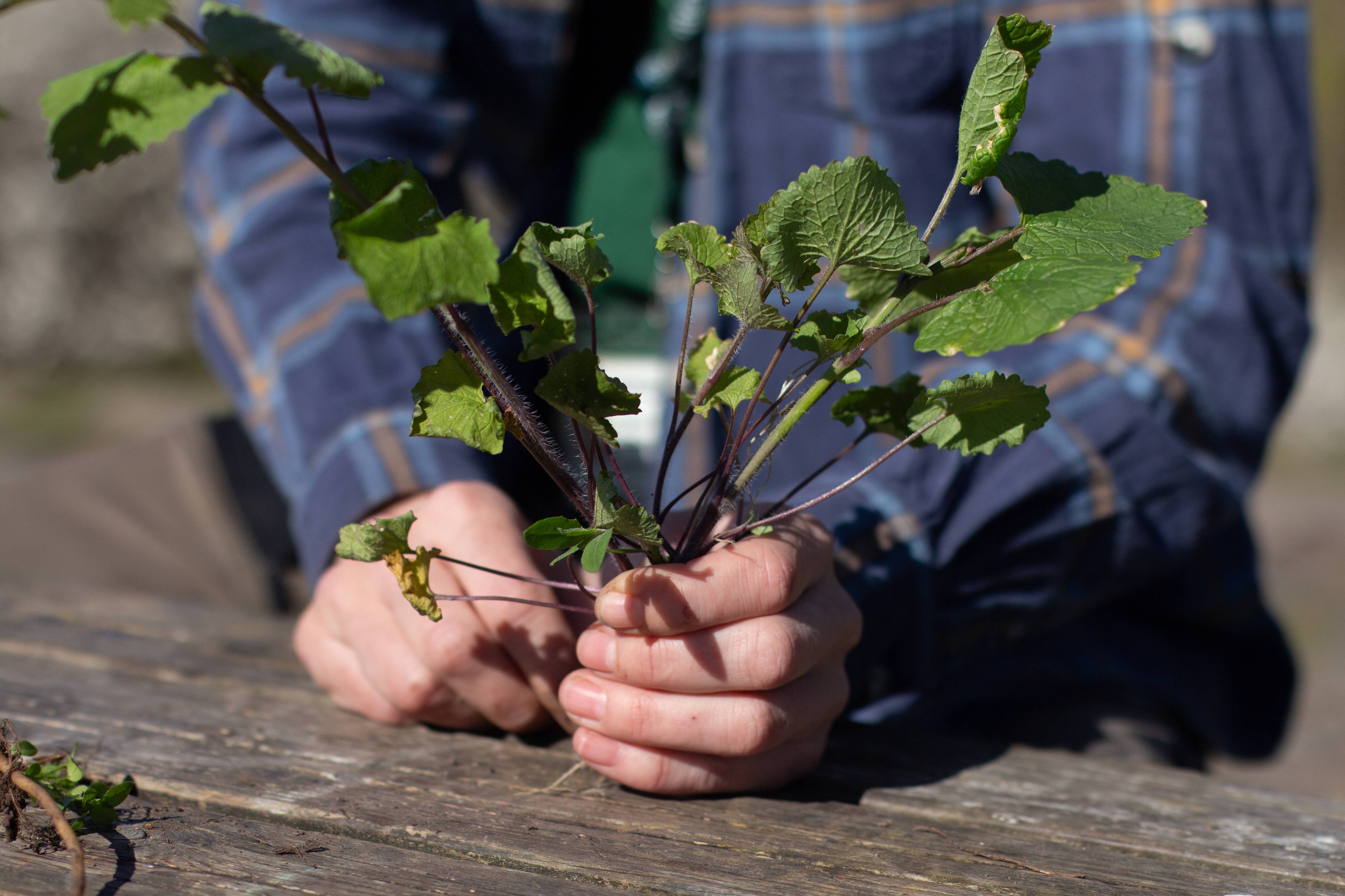 ulike grønne ville planter på et bord