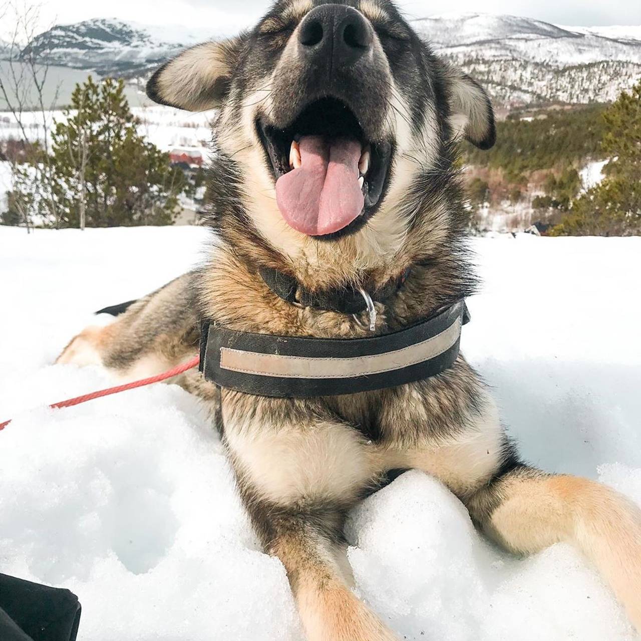 Hund som ligger i snøen, med munnen åpen og tunga hengende ut.