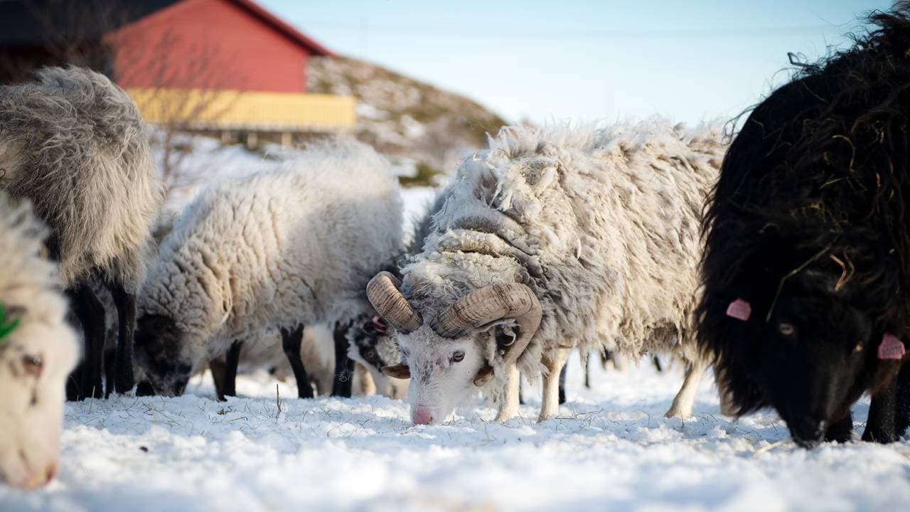 Villsau på Vokkøya i Helligvær