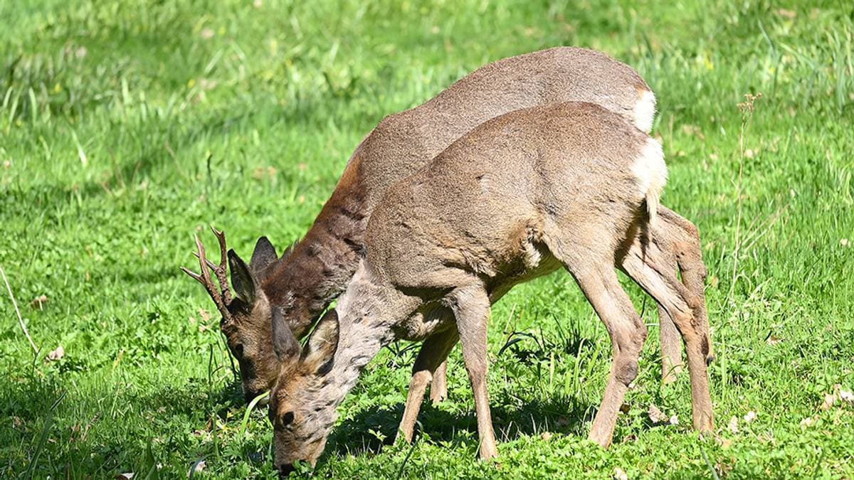 Vil flytte eller skyte rådyr i Botanisk hage