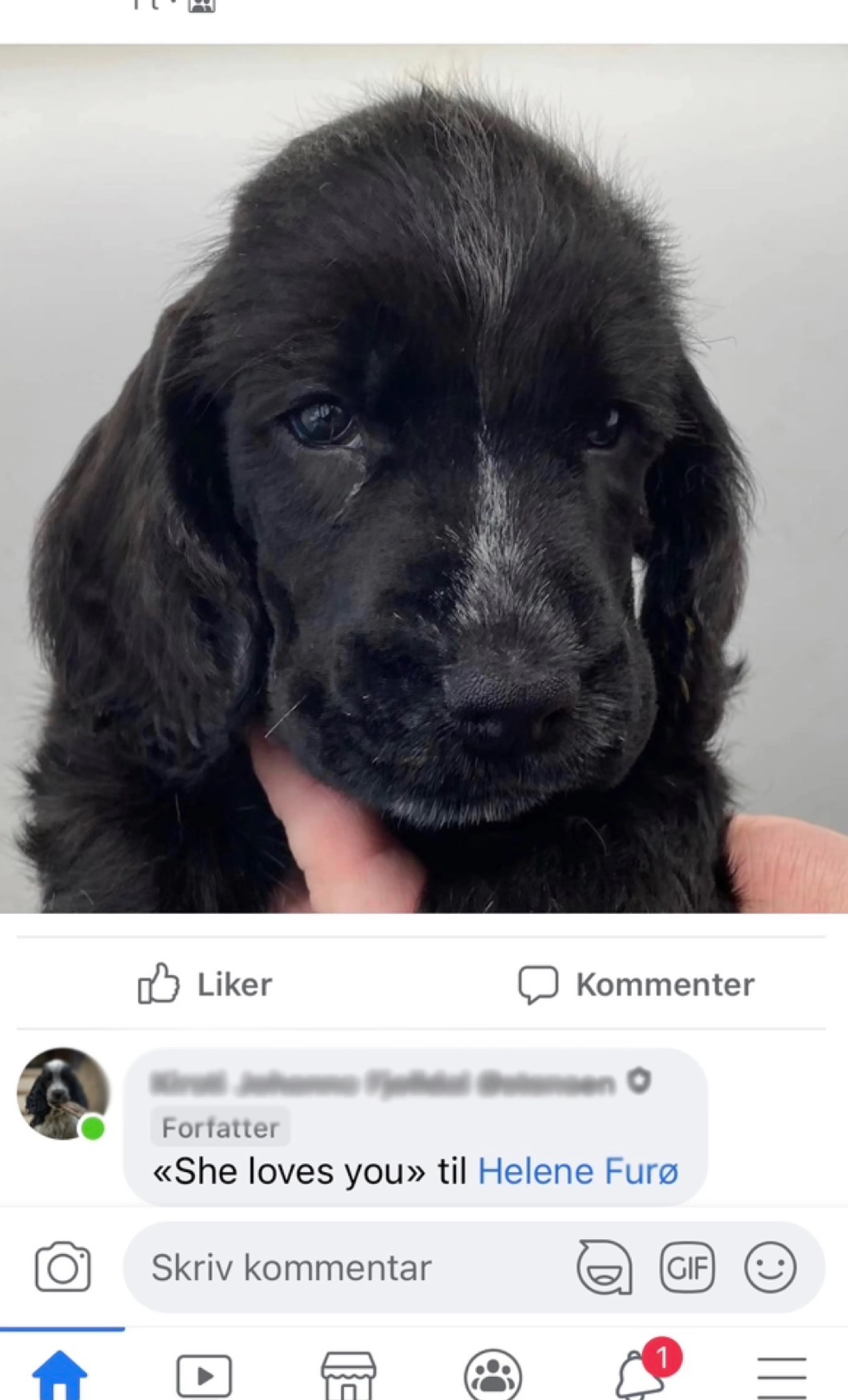 hund