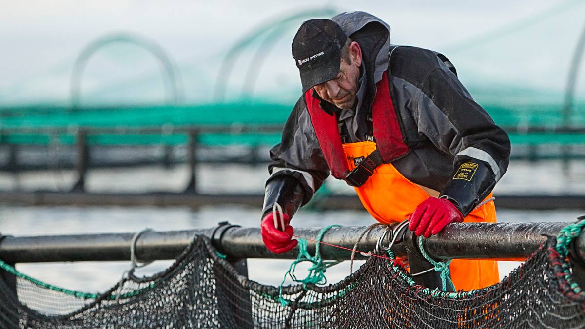 Norsk oppdrettslaks: Dødelegheita under 15 prosent for første gong på fleire år