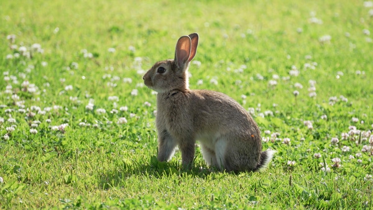 Ville kaninar er eit problem i Stavanger – blir fleire og fleire av dei