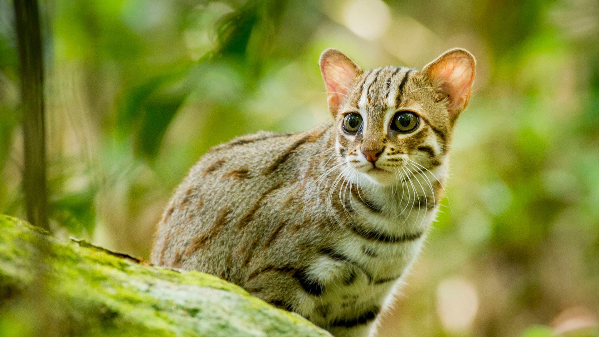 Orgazm uchun porno onlayn massaj