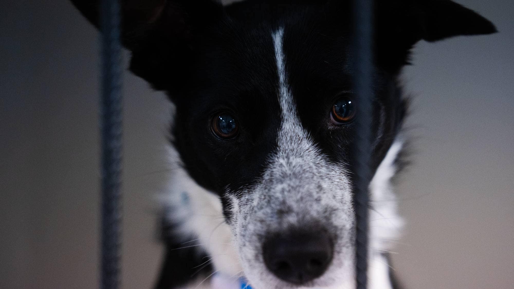 Svart og hvit hund stirrer rett inn i kamera. Det ene øret henger nedover.
