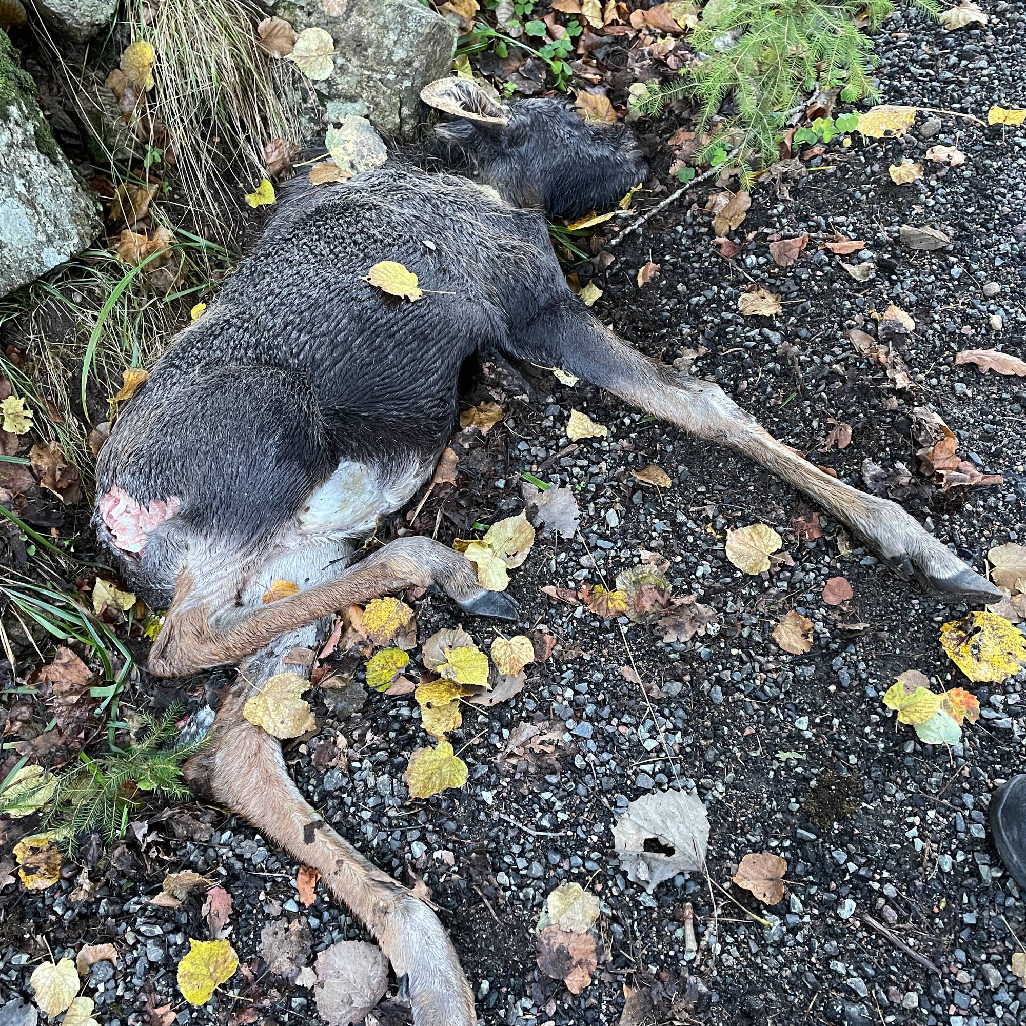 En grå, liten elgkalv ligger død på bakken i høstløv og grus 
