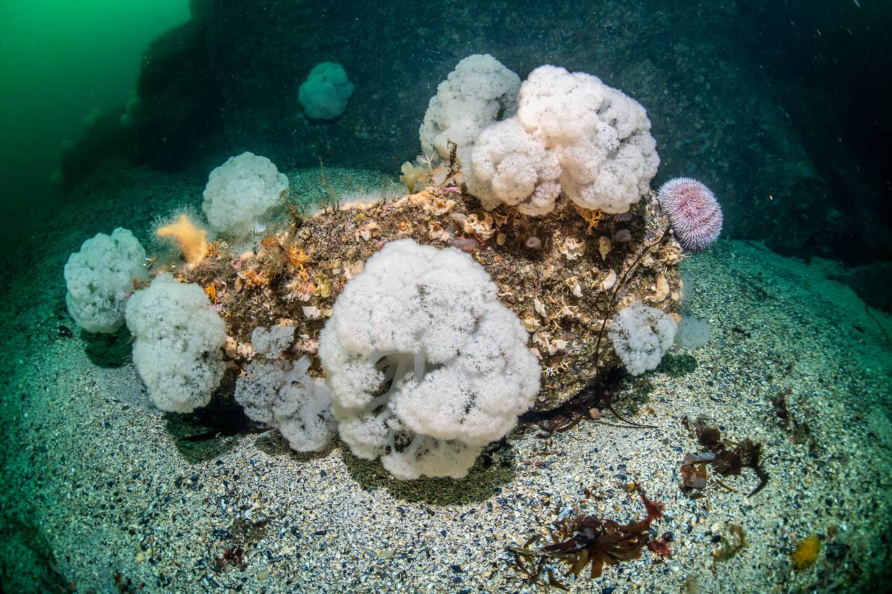 En samling av hvite blomkål-koraller i fjorden ved Husevågøy