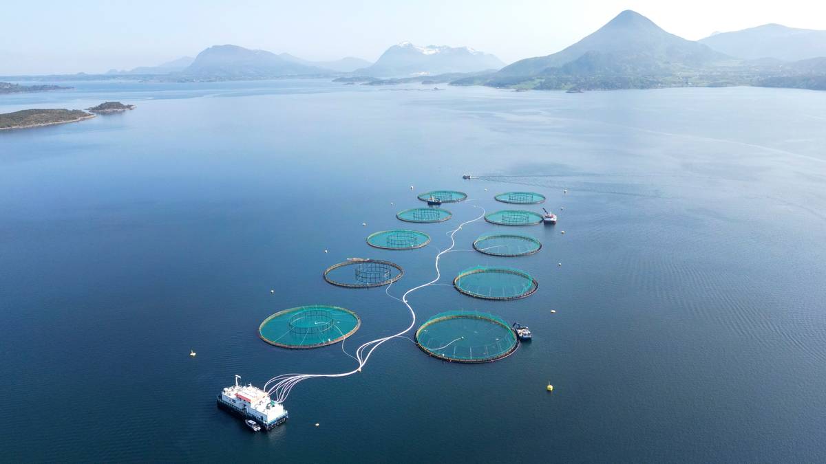 Mørke tall for norsk fisk: – Vi ser en enorm nedgang