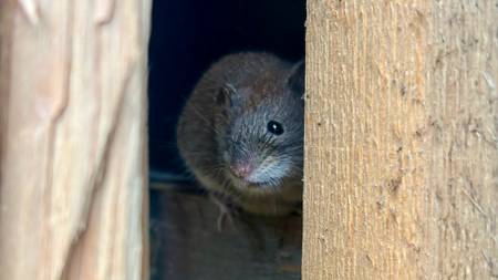 Musegift blir forbode frå 2027, og skadedyrbekjempar i Elverum merkar ...