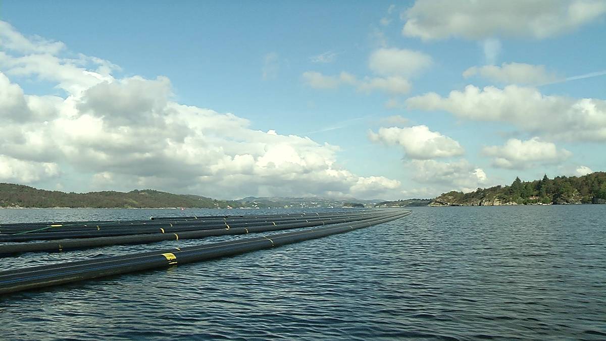 Røyr på 560 meter i Førresfjorden – NRK Rogaland – Lokale nyheter, TV ...
