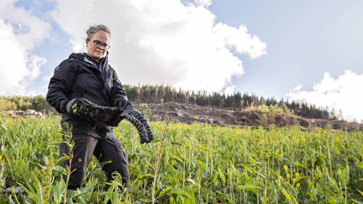 Millionbot for å ha bygd ulovlege skogsvegar