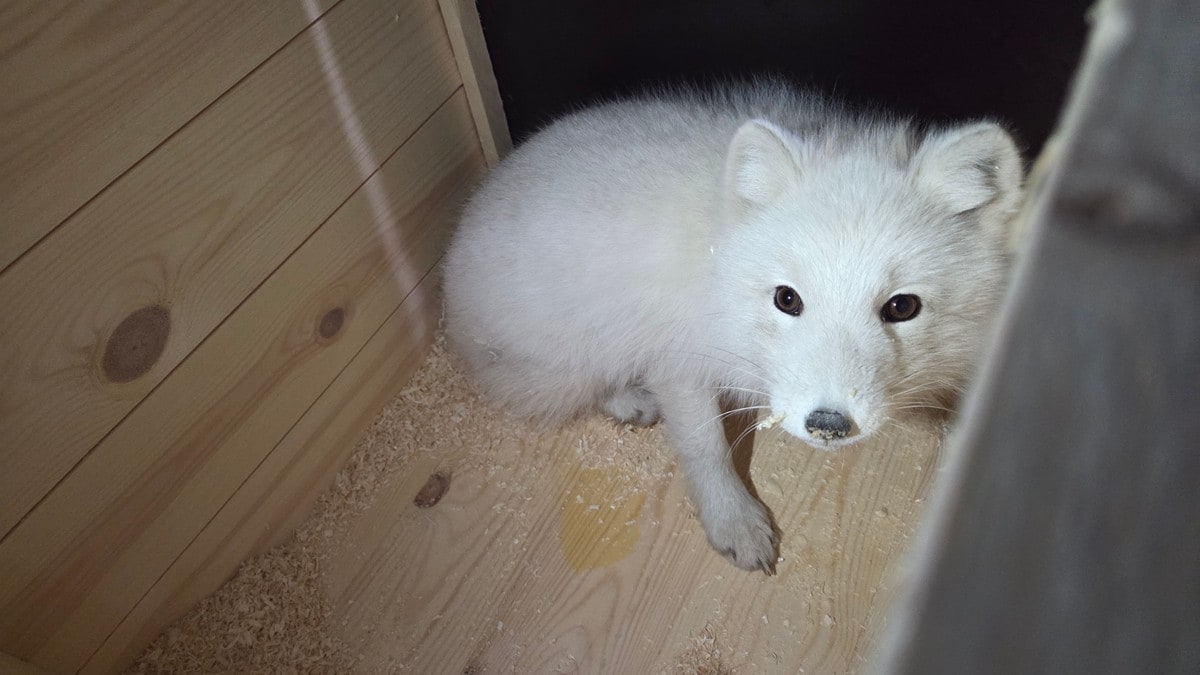 Fjellrev forvilla seg inn på havneområdet i Trondheim