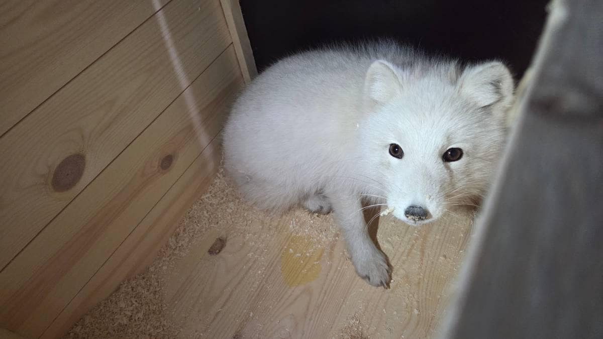 Fjellrev forvilla seg inn på havneområdet i Trondheim