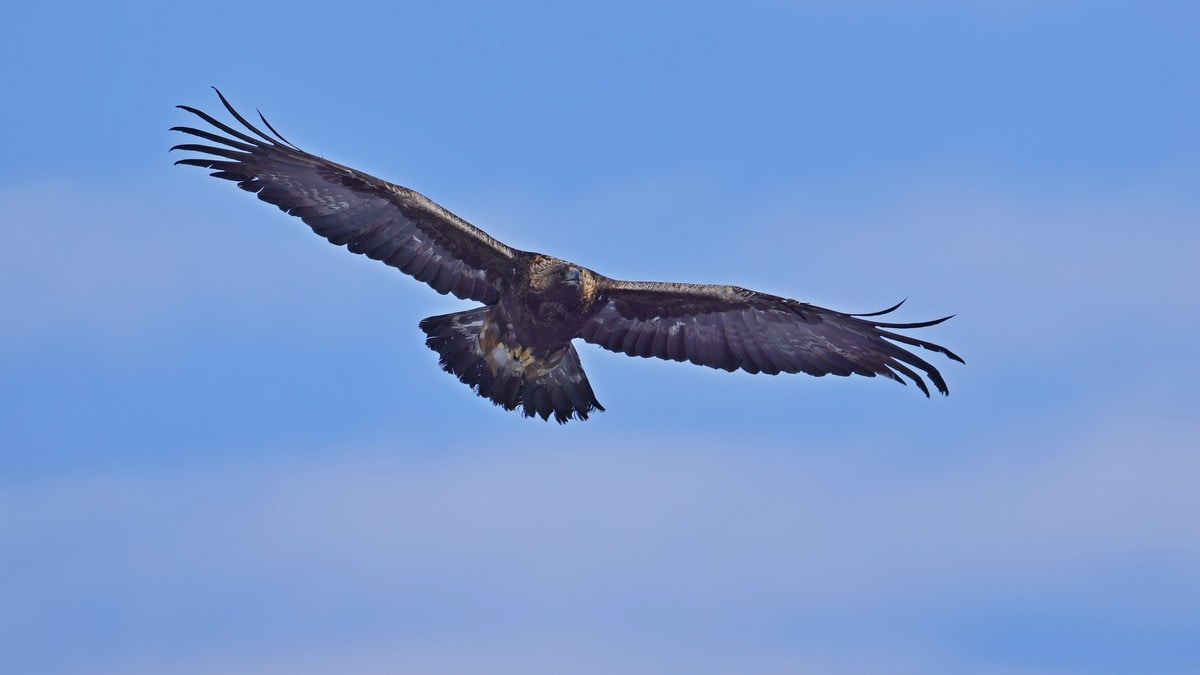 Reddet forgiftet rovfugl: Her får kongeørnen friheten tilbake