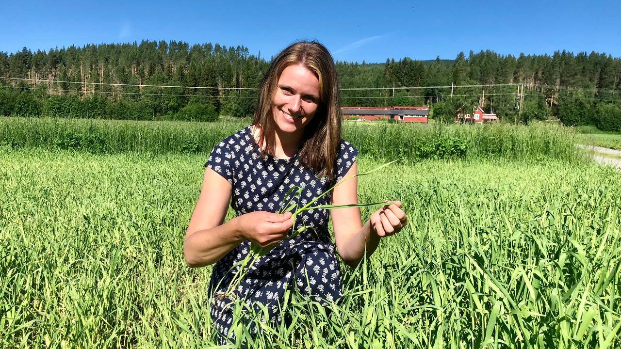 Ingrid Falkum Gardseth på Telneset i Tynset tar opp et kornstrå med bygg, som skal høstes om en måneds tid.