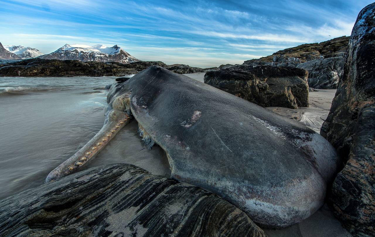 En død spermhval ligger på stranden mellom store steiner