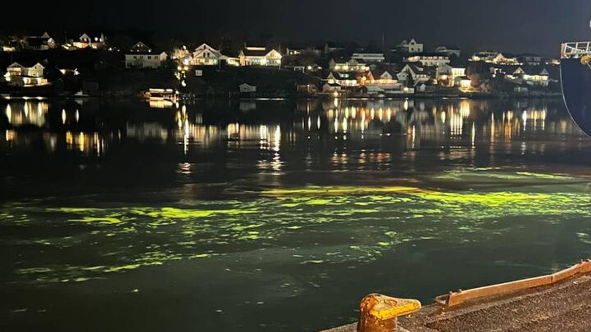 Major Soybean Oil Spill in Fredrikstad Threatens Birds and Environment