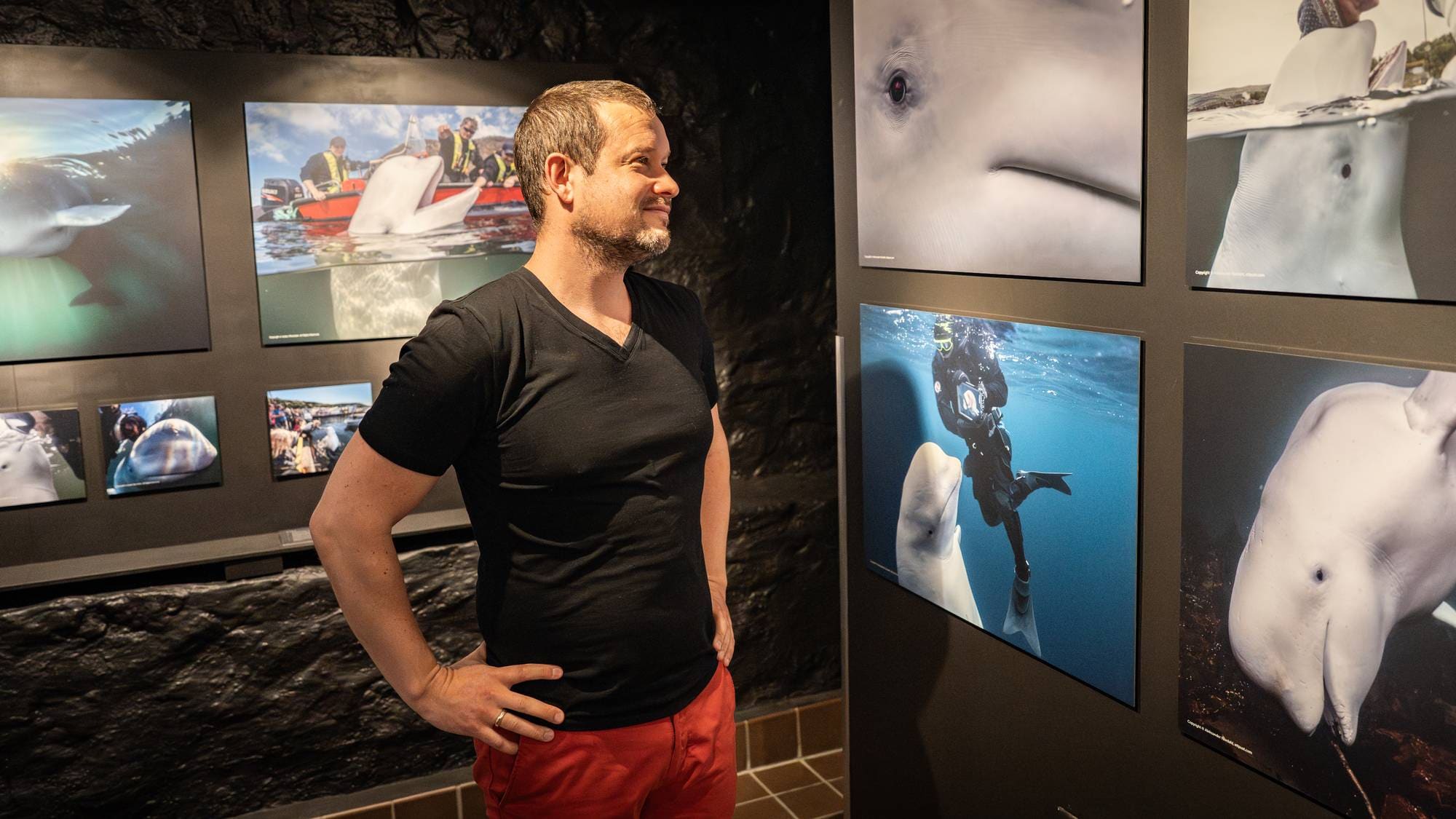 En mann i svart t-skjorte og røde bukser ser på en utstilling av bilder av en hvit hval. Bildene viser hvalen i vannet og i samspill med mennesker. Utstillingen er i et mørkt rom med steinlignende vegger. (Bildebeskrivelsen er laget av en KI-tjeneste)