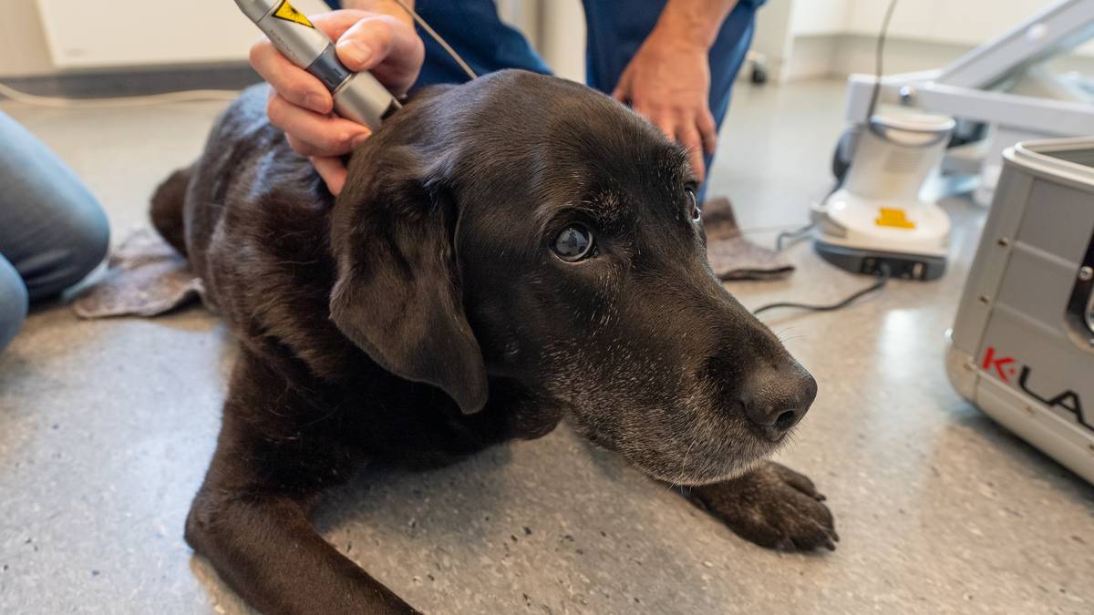 Sliter med vakttjenesten for veterinærer