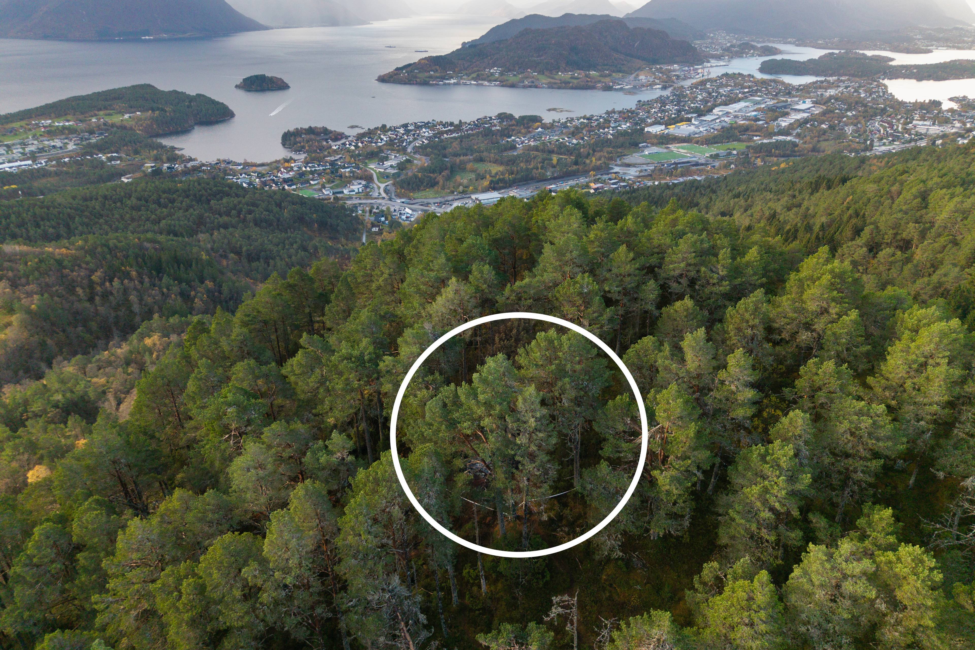 Flyfoto av skogsterreng med en inntegnet hvit sirkel som markerer et punkt ved en kystby. (Bildebeskrivelsen er laget av en KI-tjeneste)