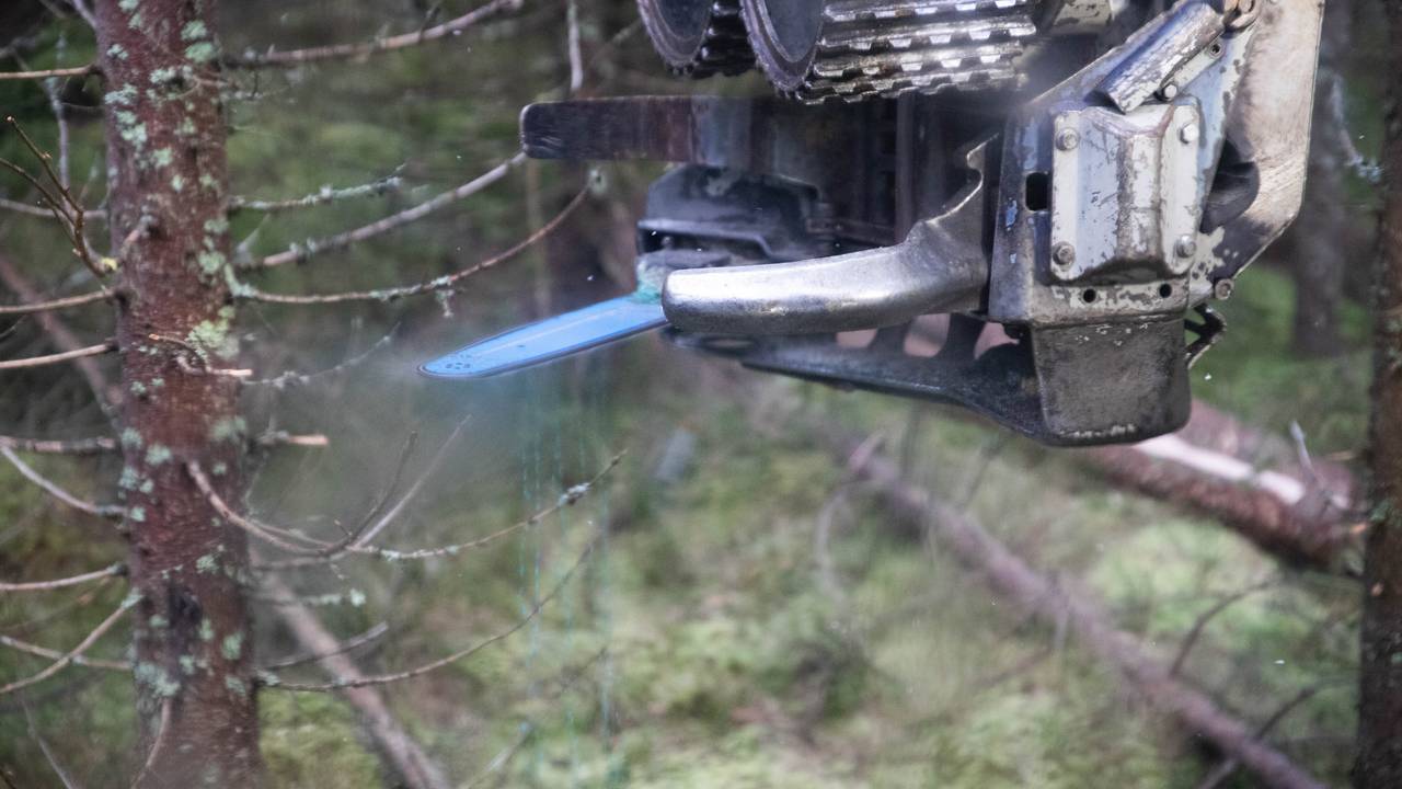 sagblad skog gran frefelling