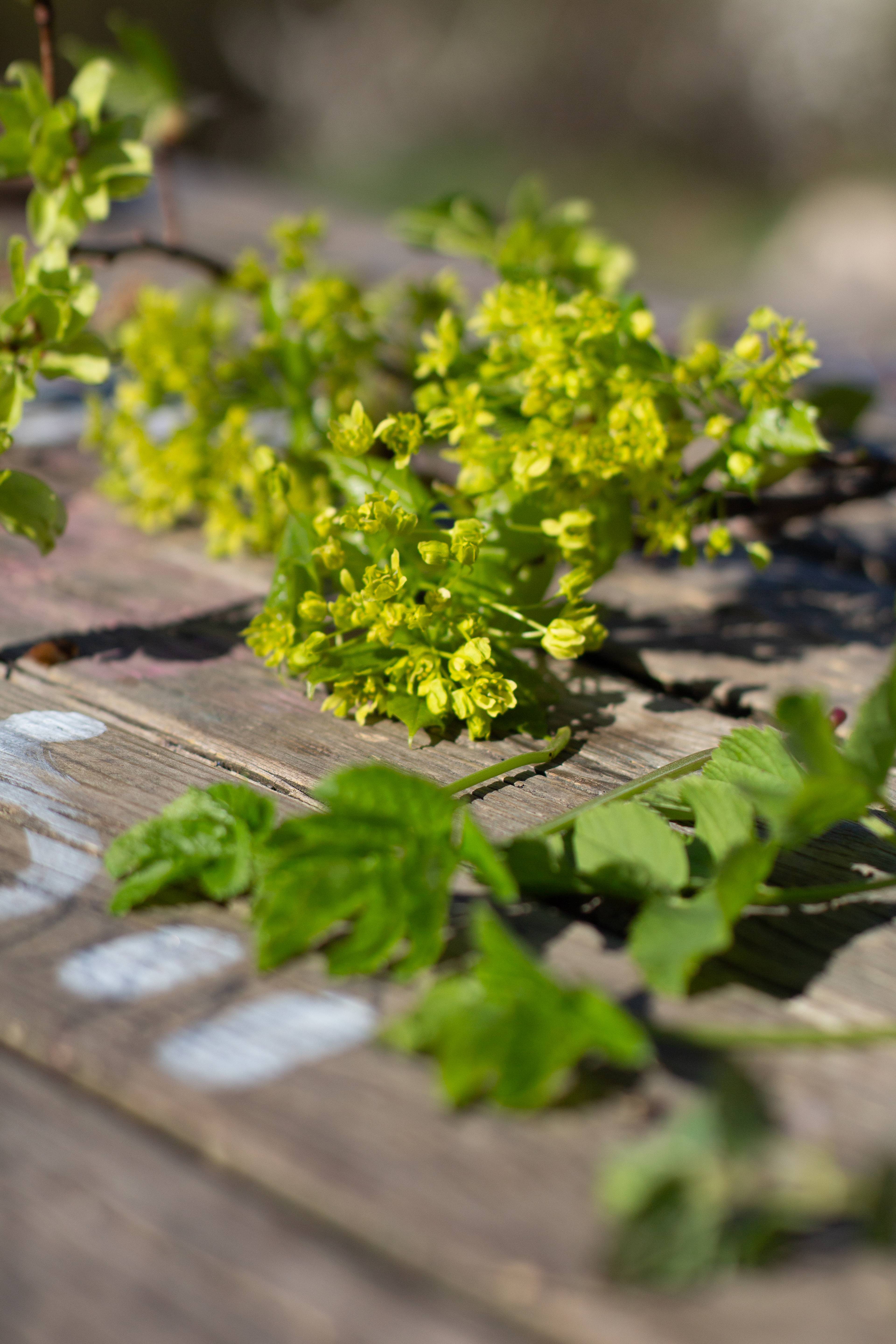 ulike grønne ville planter på et bord
