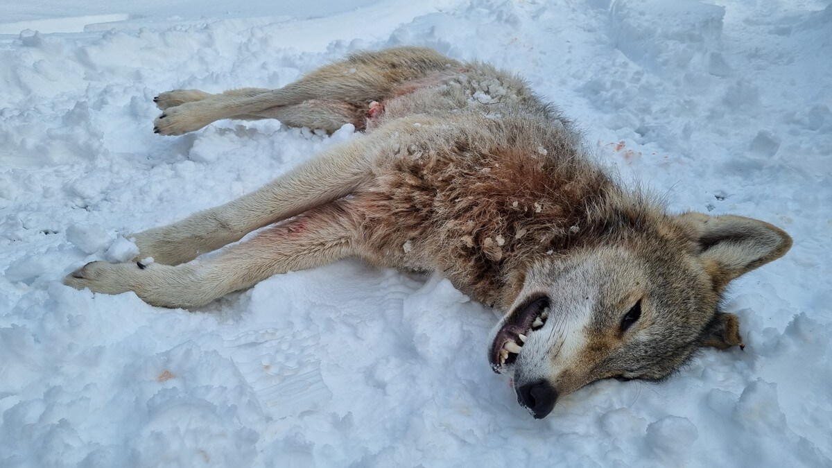 Nå starter jakten i ulvesonen: Tre flokker kan bli utryddet