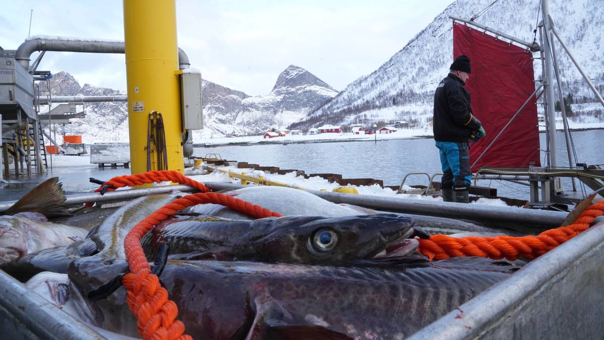 Prisen nær tredoblet: Sjømat-topp frykter båter i opplag