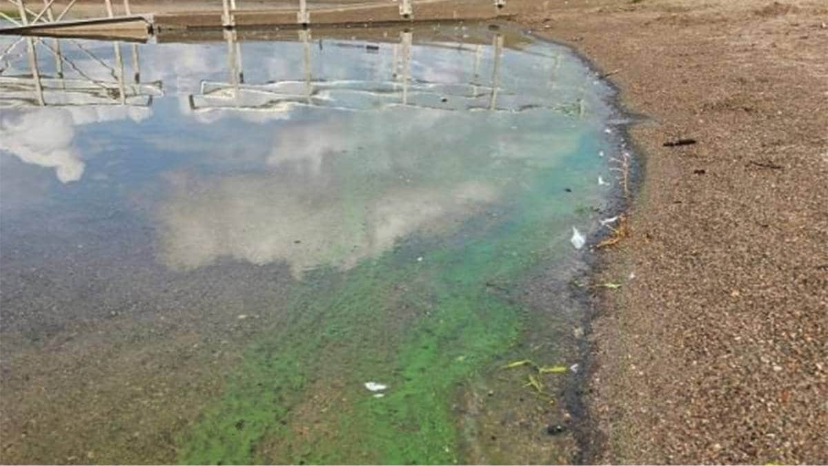 Fraråder bading etter algeoppblomstring